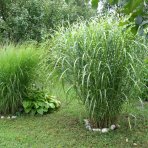 Ozdobnica čínska (Miscanthus sinensis) ´ZEBRINUS´ - kont. C1L